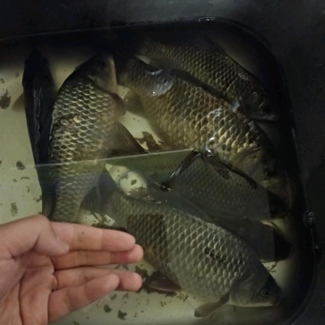 南昌探钓大板鲫