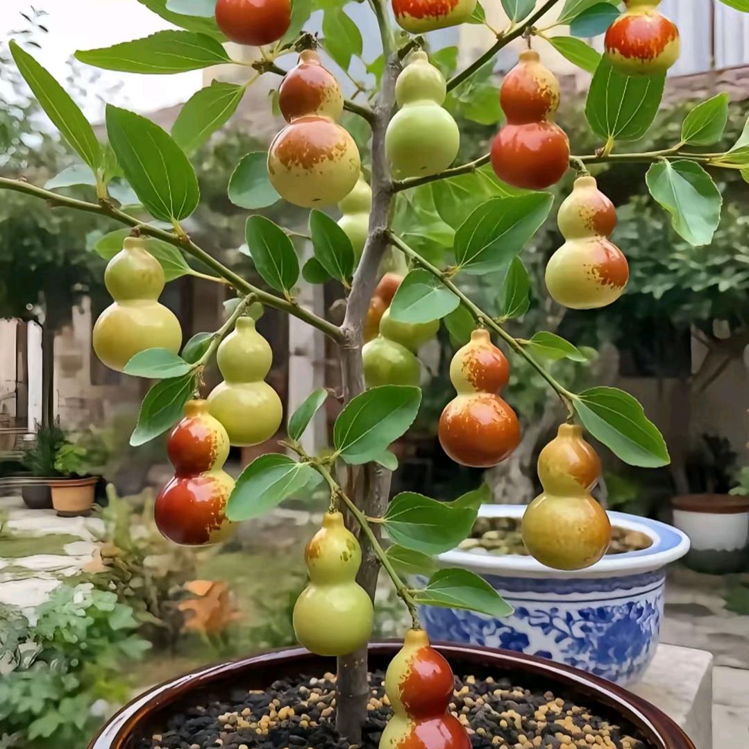 有缘哥