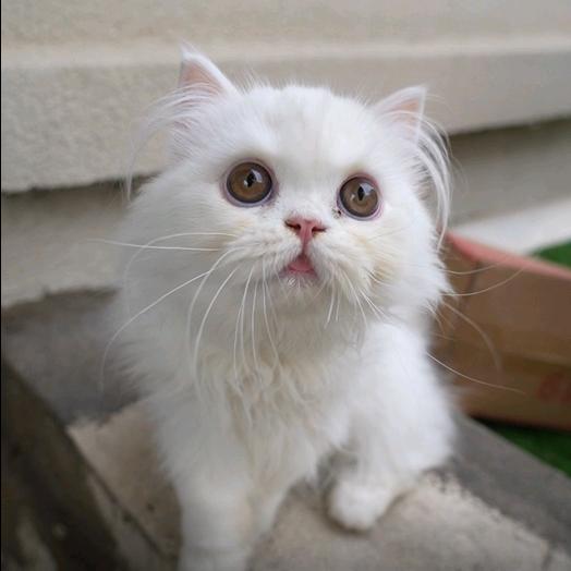20只猫的少女