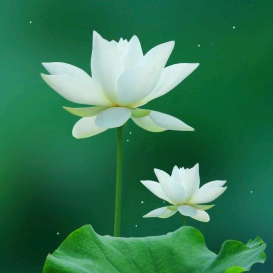 H。☘️。S。🌿。M🍀