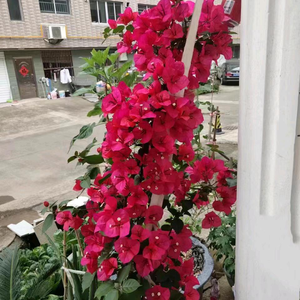 叶芃