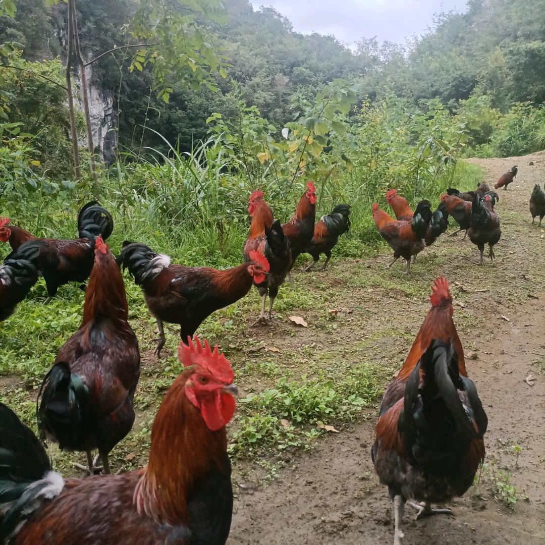 林下散养土鸡