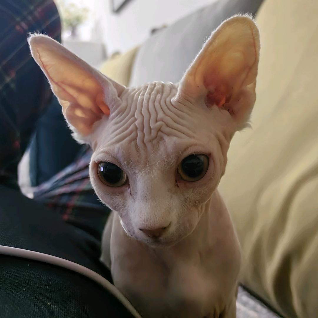 情天使