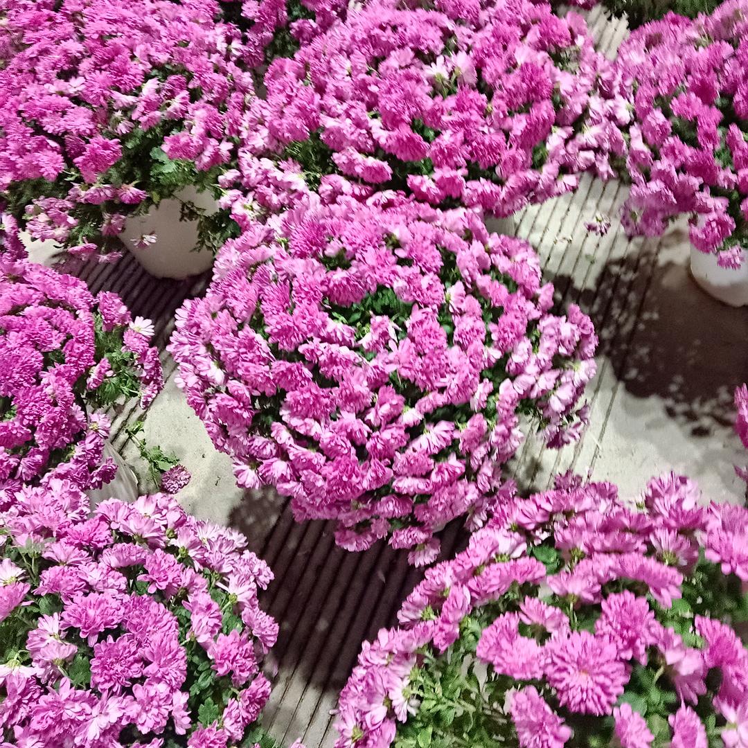 彼岸花🌺