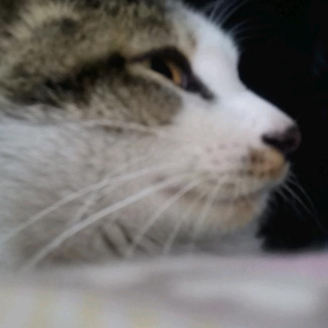 青玉