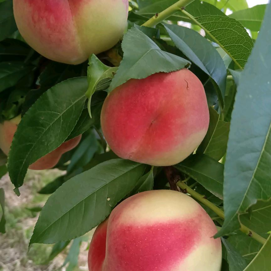 🍎🍎临猗水果达人🍑🍑7.21