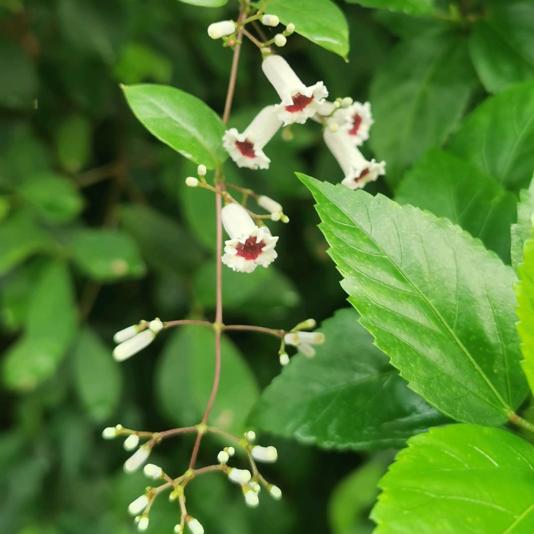 云芸