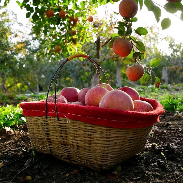 阿克苏市布谷鸟新疆特产