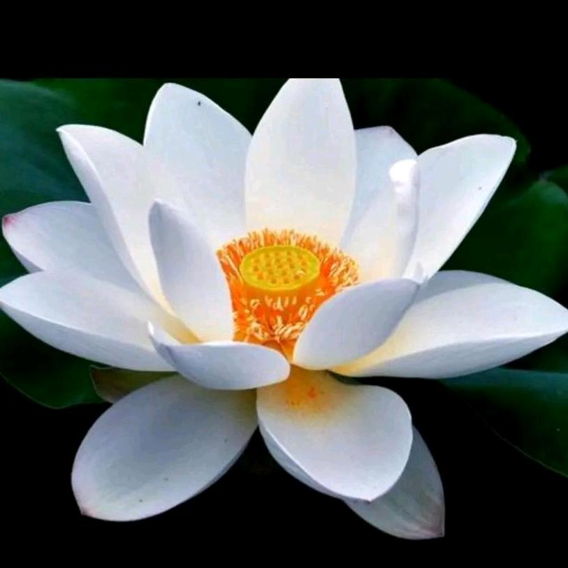 心向莲花，橱窗有货