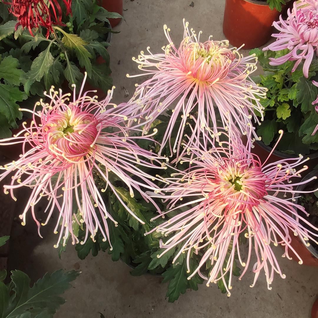赵县松风苗木花卉园