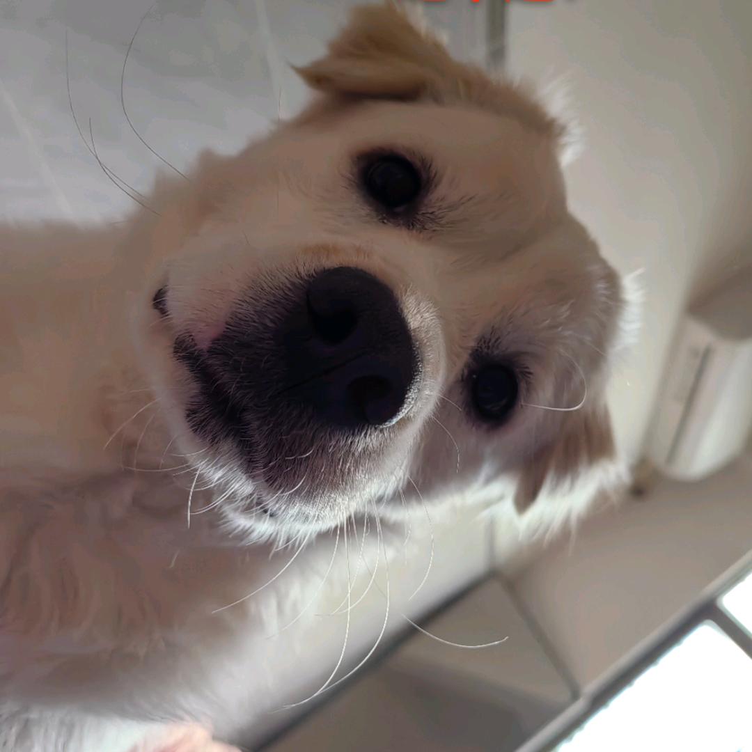 硅胶大頭