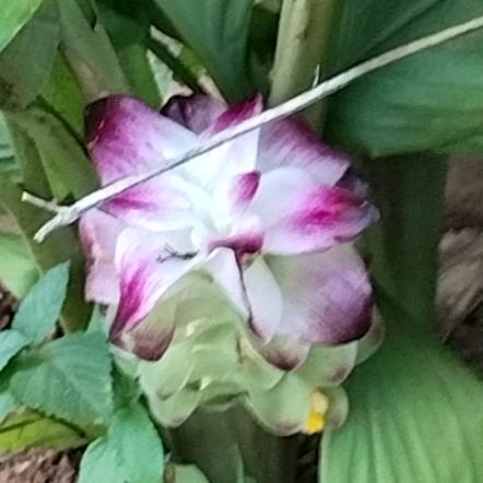 🕊꧔ꦿ᭄💞葑訫~鎖愛꧔ꦿ᭄💞🕊