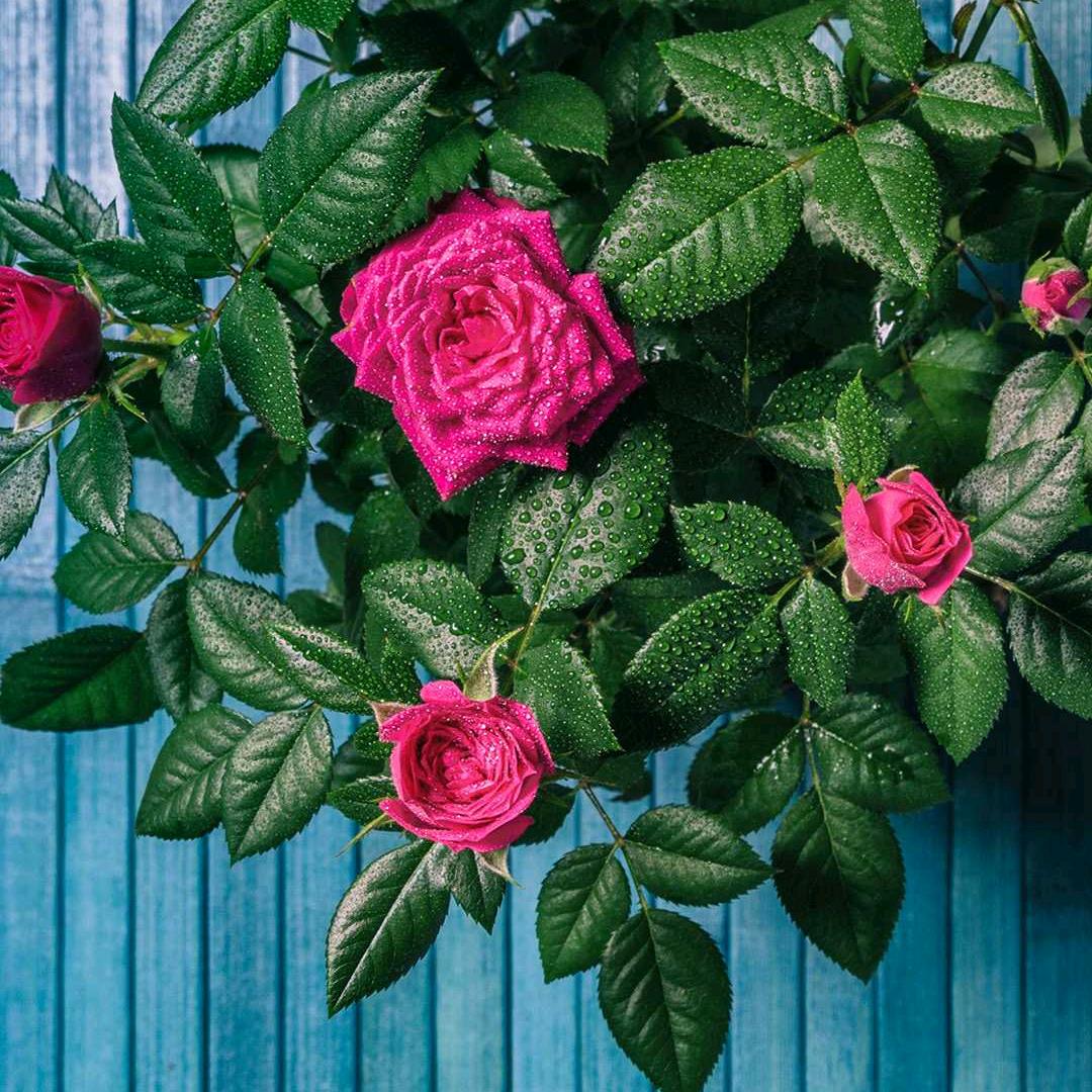 红薯菠萝