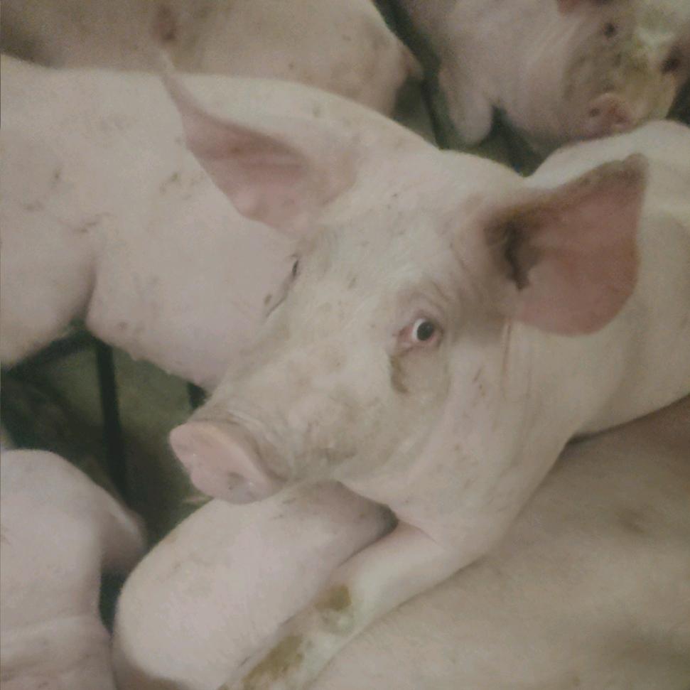 二师兄管理员🐷🐷🐷