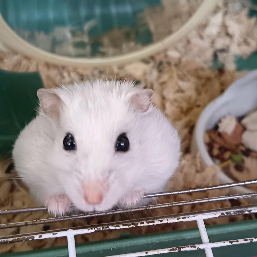 LysA
