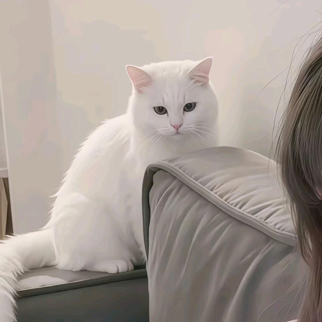 翅（恩师koi皖）