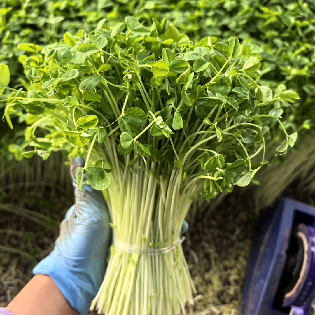 熊大爱割菜