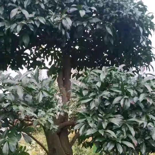 木子三工