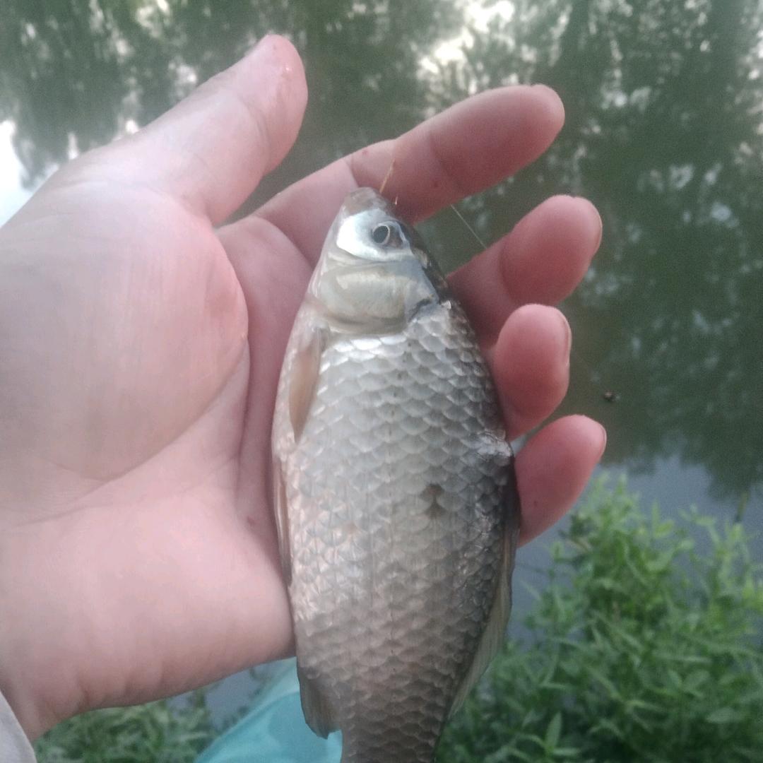 一鲫绝尘🎣