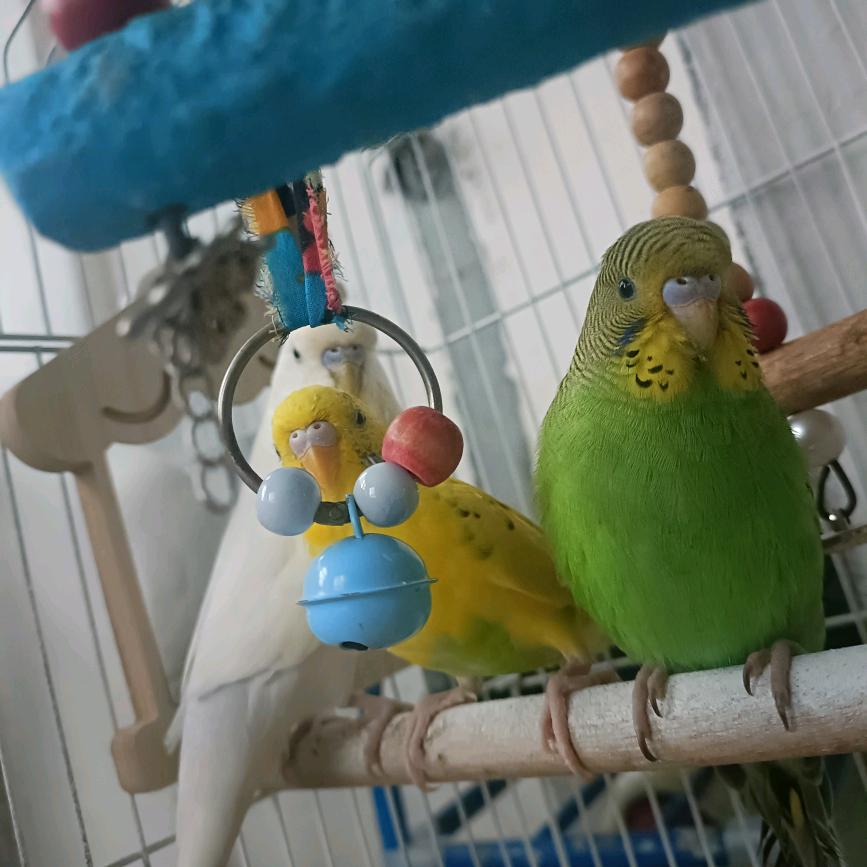 🦜鹦鹉小宝贝🌻