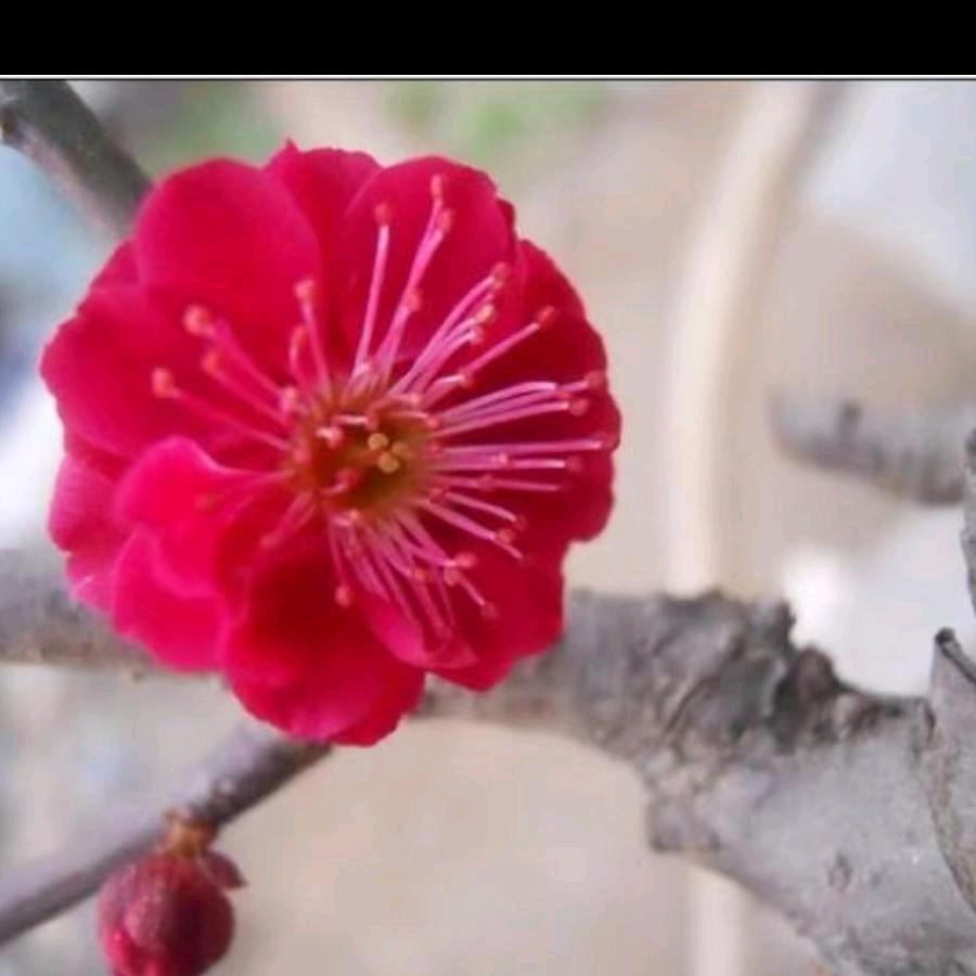 一品花木