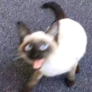 Mon1ka