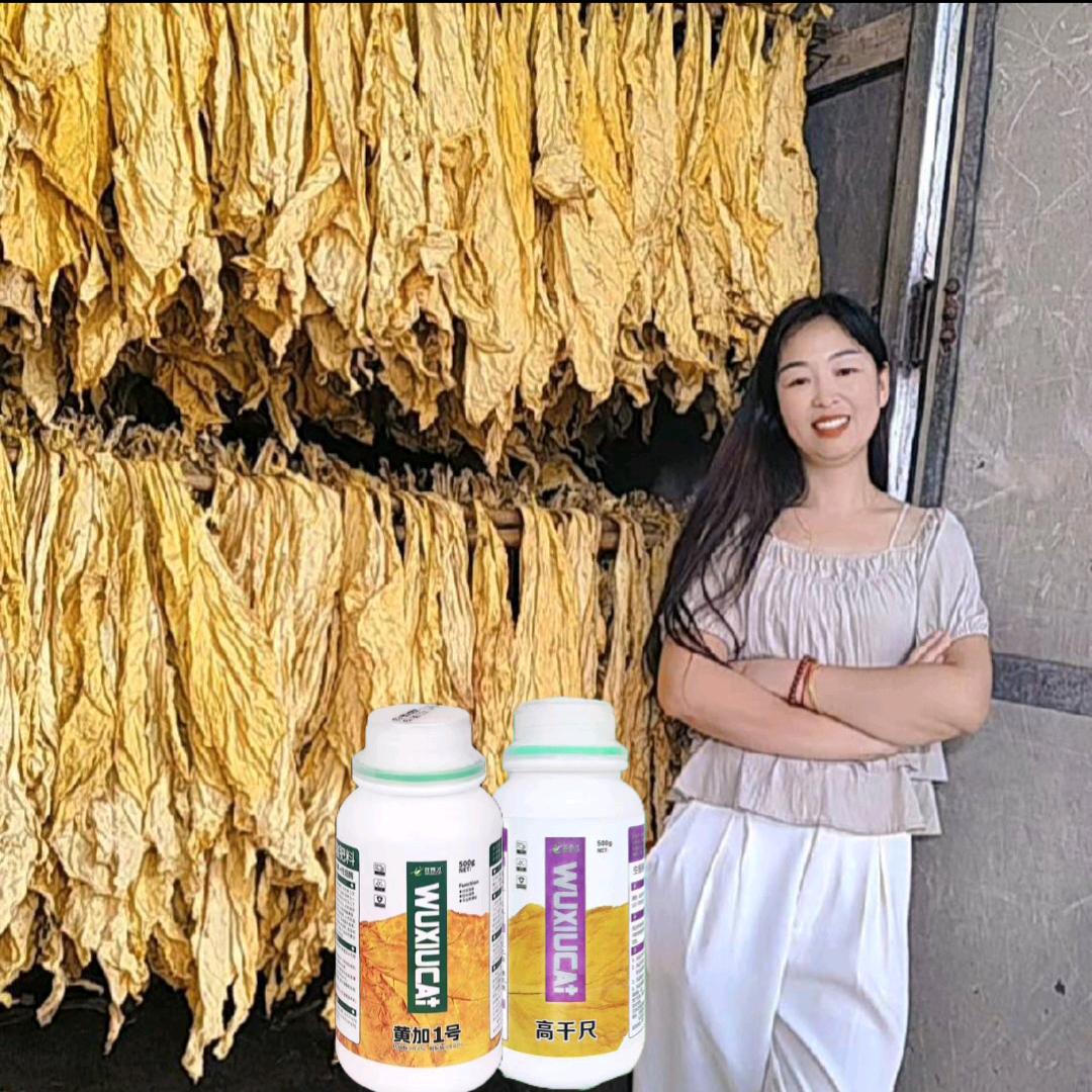 小贾讲烤烟（高千尺 黄加一号）