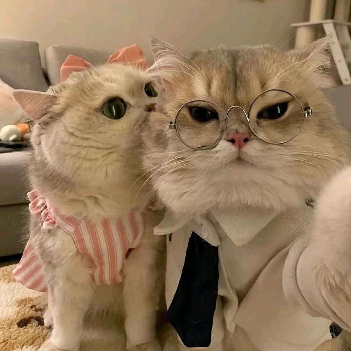 橘柚菌猫meme