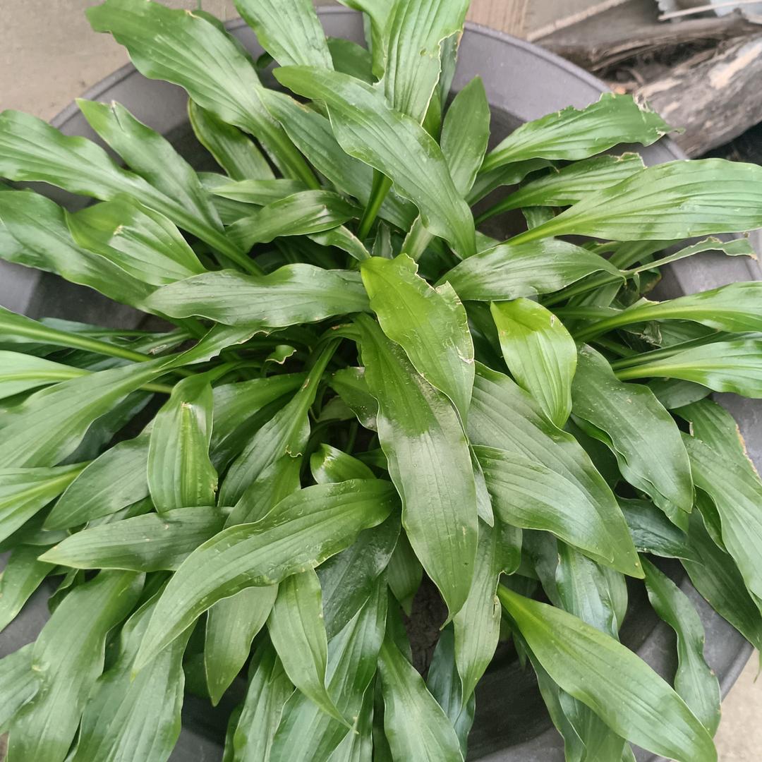 活好当下，坦然自在🐷