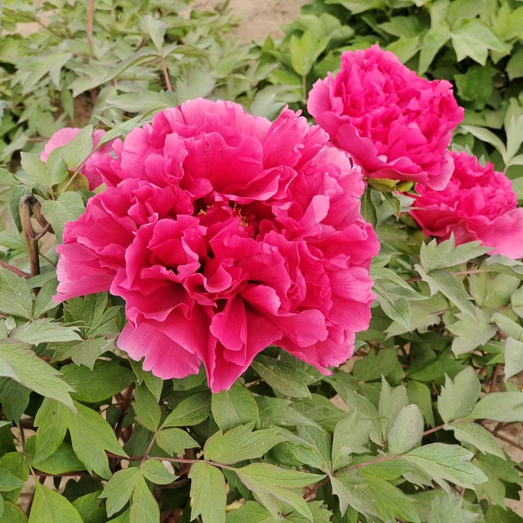 芒果西米路