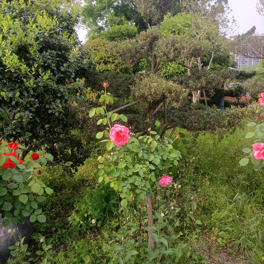 吉祥如意（116）