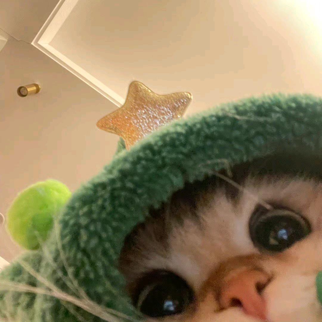 地主家的小饼干