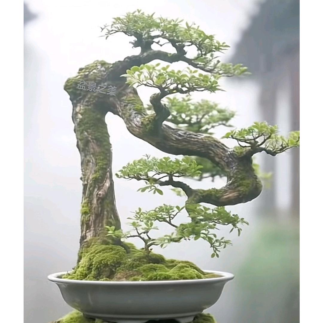 随缘