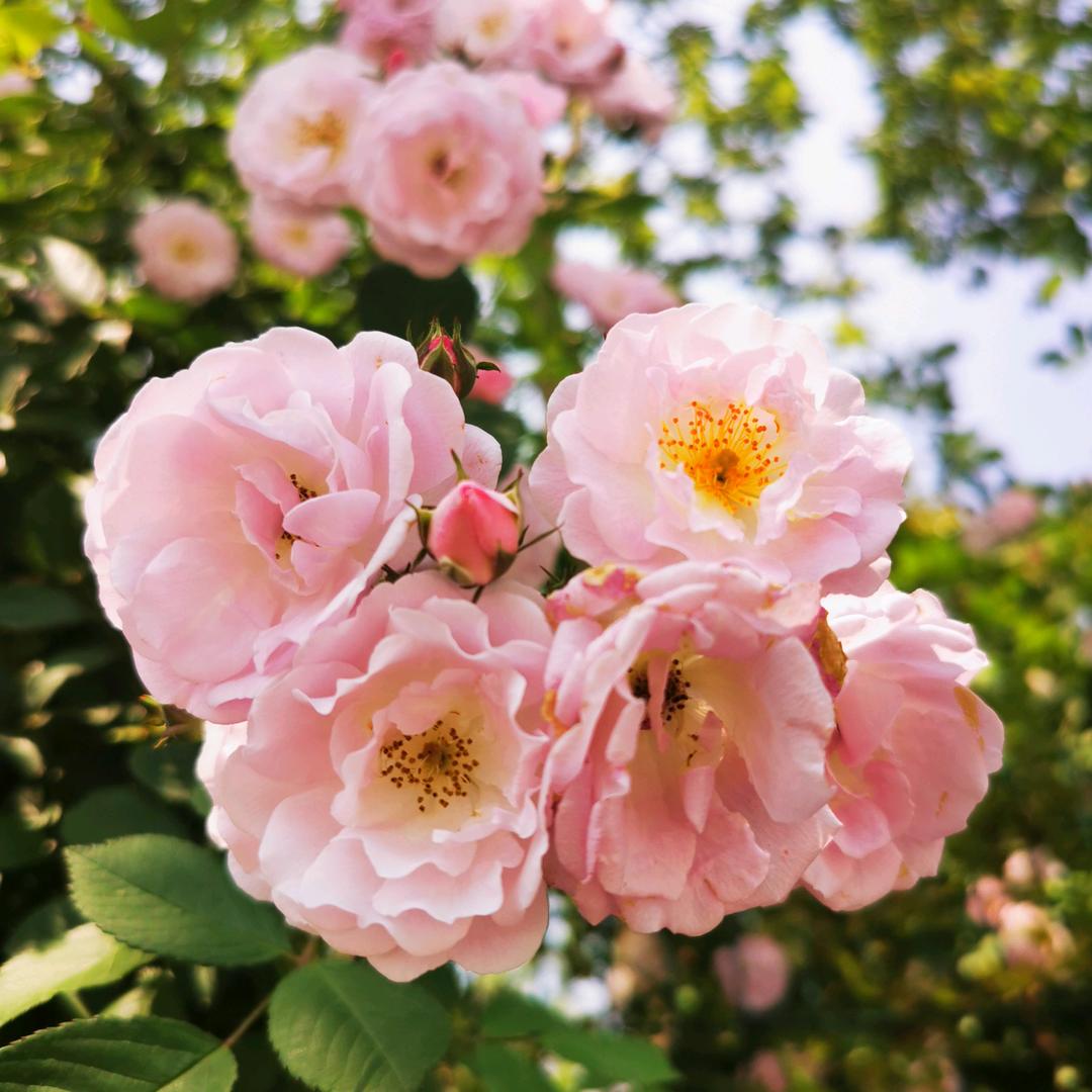 月亮在水中的倒影