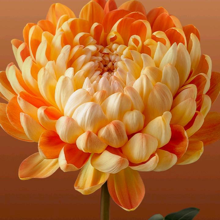 ฅʕ•̫͡•ʔฅ ᑋᵉᑊᑊᵒ