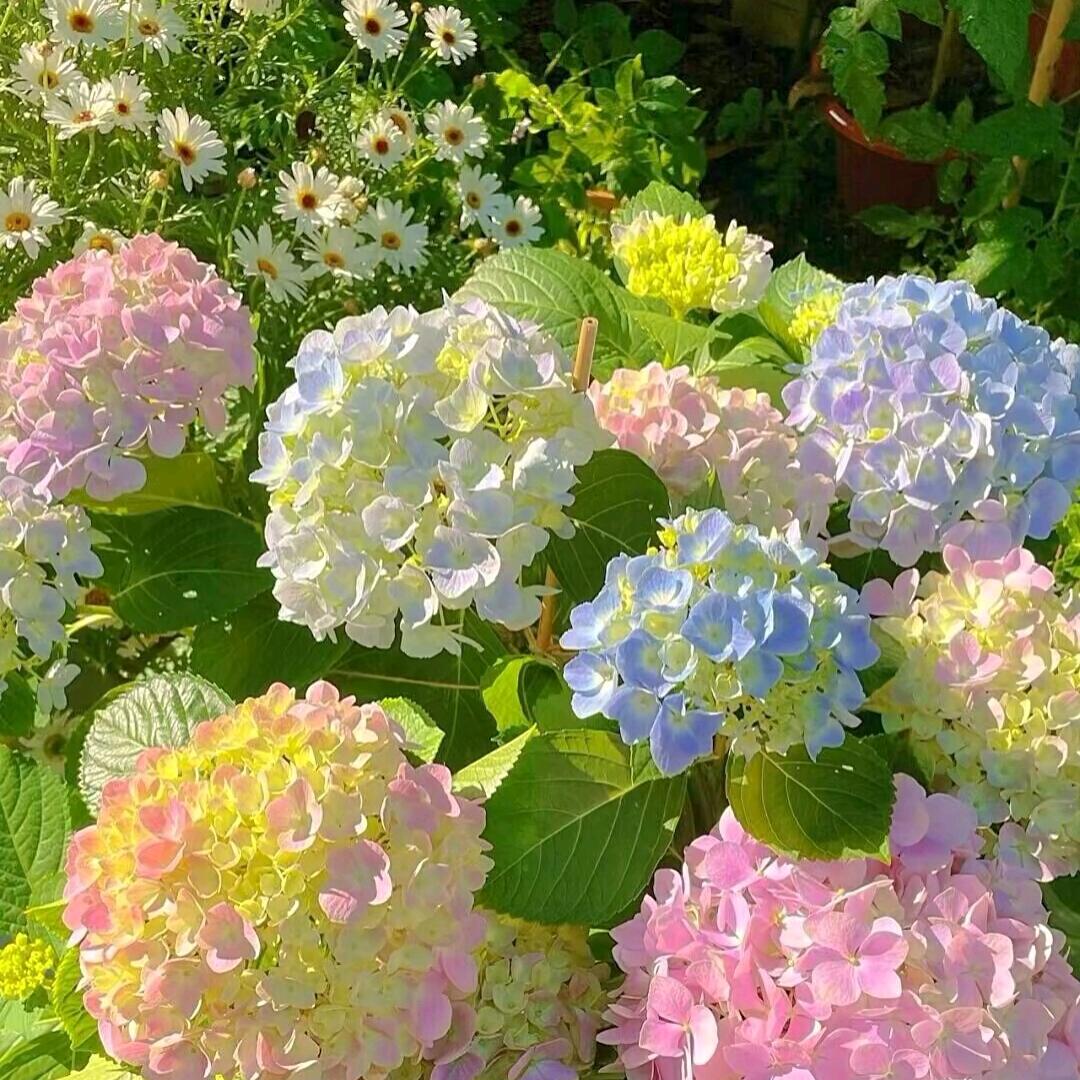 兰兰🌸