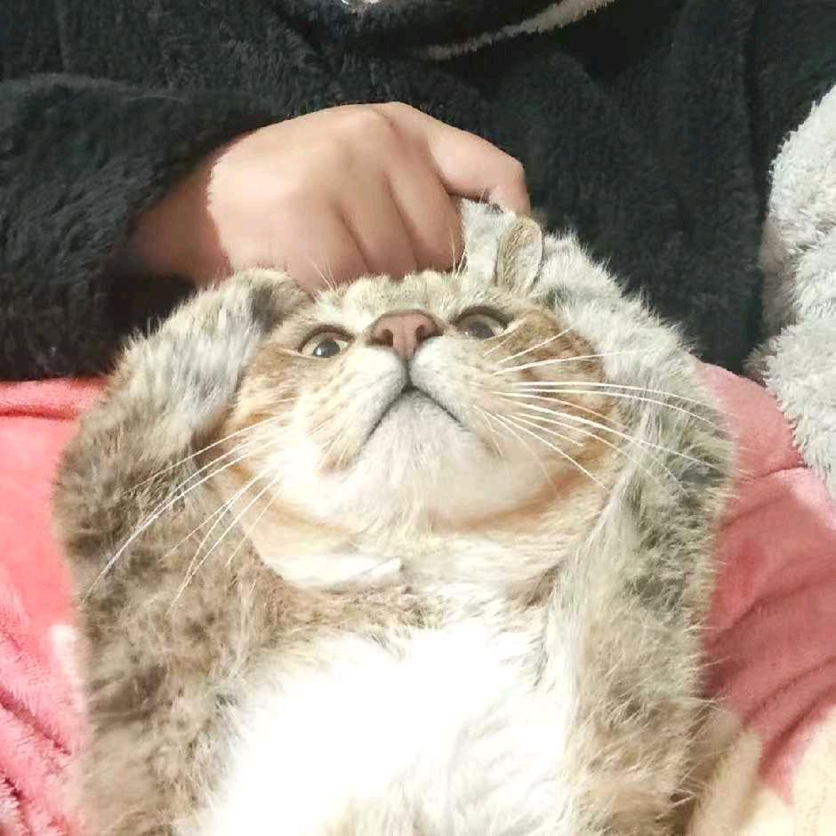 丢雷劳谋头像