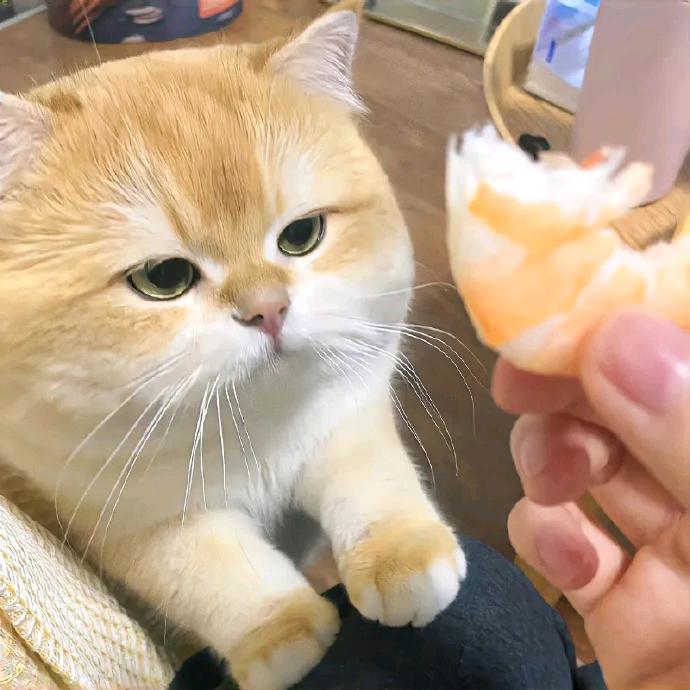 不闯红灯ρʕ•̫͡•ʔϠ