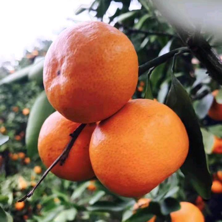 快而美生鲜