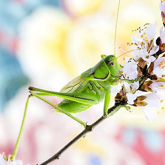 老宁蝈蝈养殖场