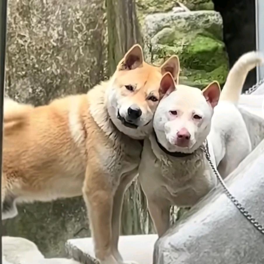 南山大王