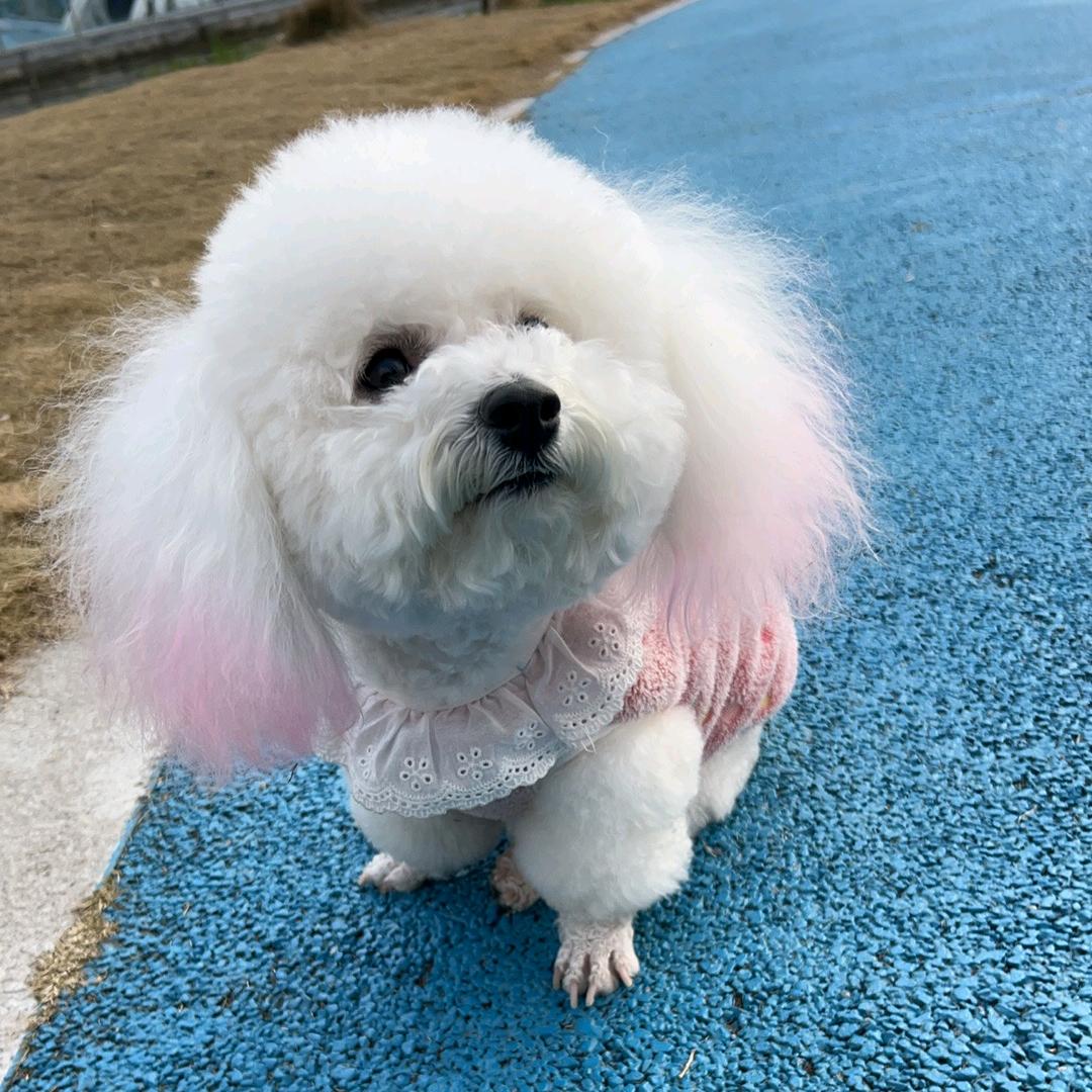 小比熊@八月