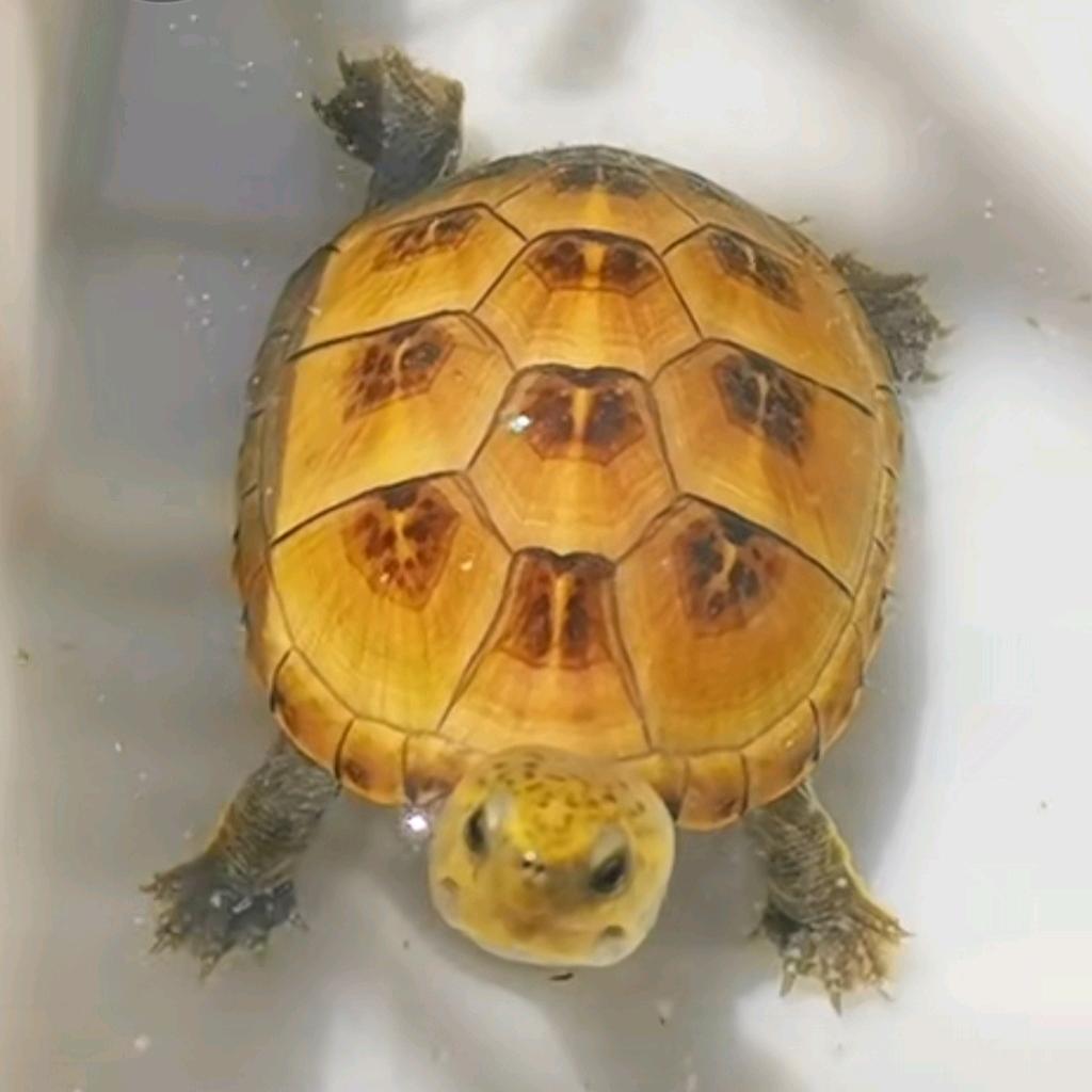 小土豆
