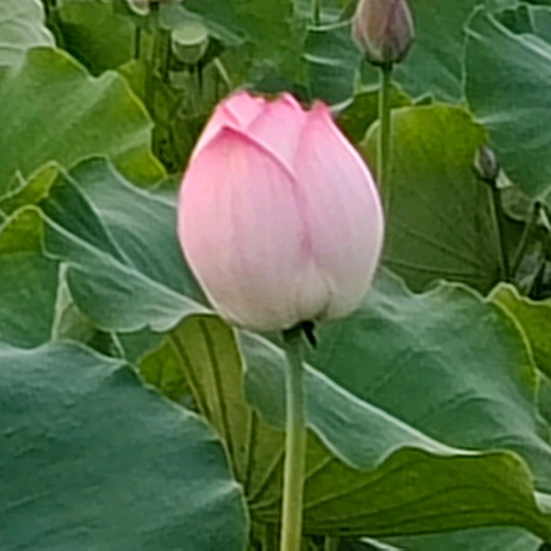 平平安安