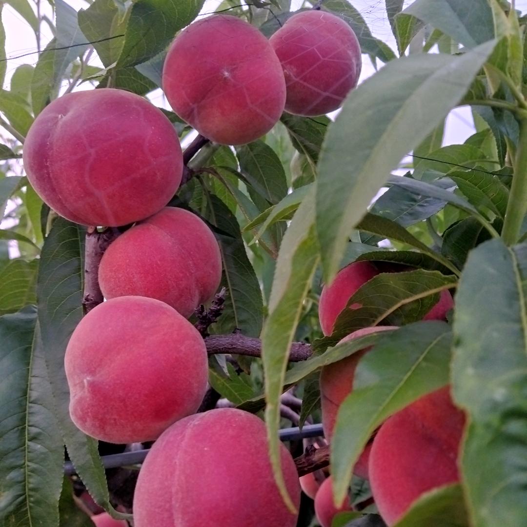 蔚兴园家庭农场