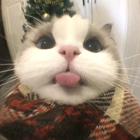 *爱吃*橙子*