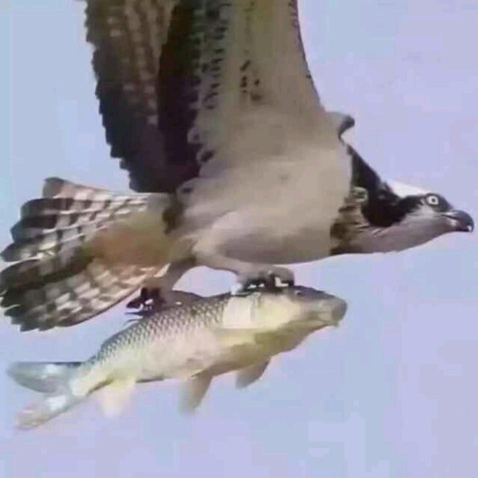 鱼渔遇！