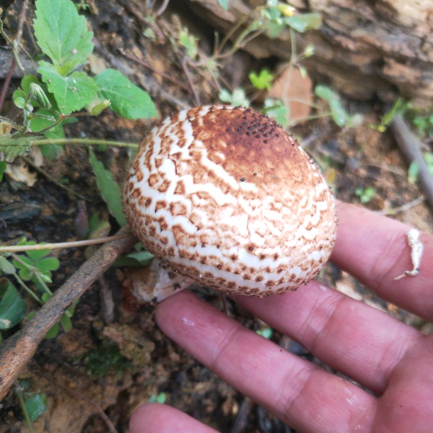 豌豆