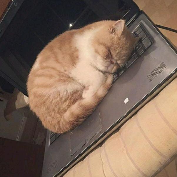 大程