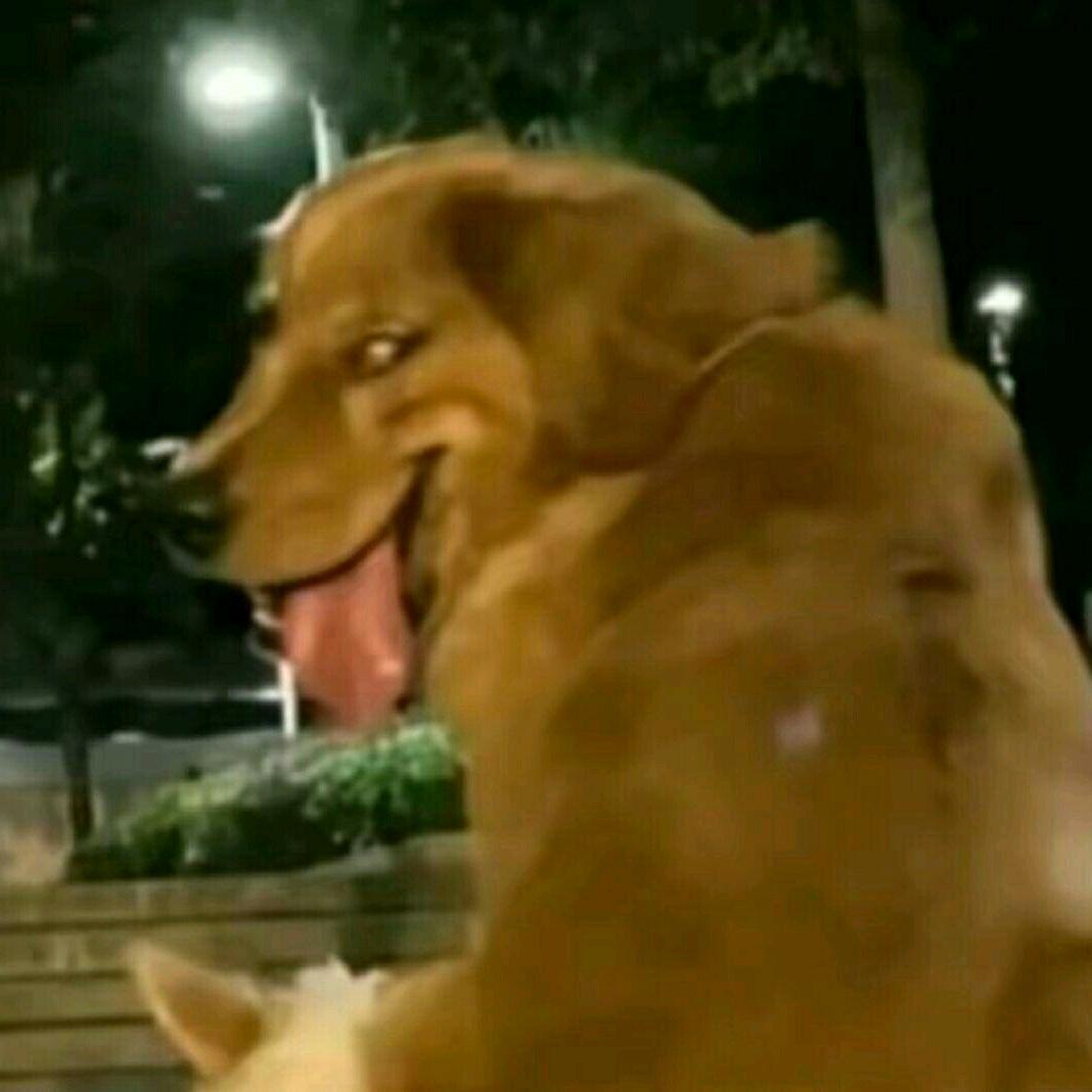 你不要给我哇哇叫